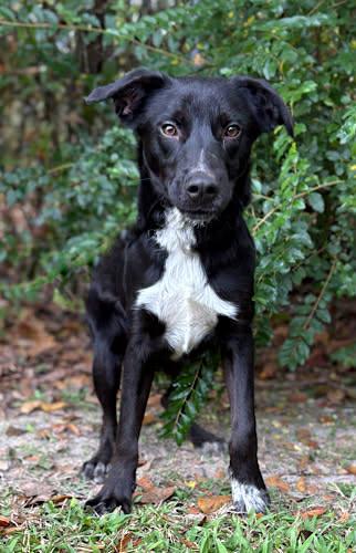 Nathan, Adoptable, Young Male Labrador Retriever.
