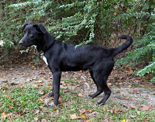 Enlarge Nathan, a Adoptable mixed breed in Westport, CT image 2/5