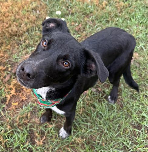 Enlarge Nathan, a Adoptable mixed breed in Westport, CT image 3/5
