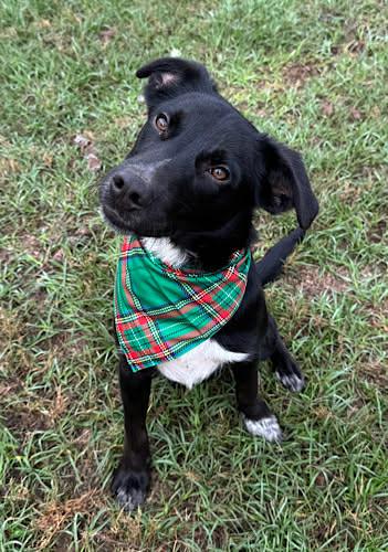 Enlarge Nathan, a Adoptable mixed breed in Westport, CT image 4/5