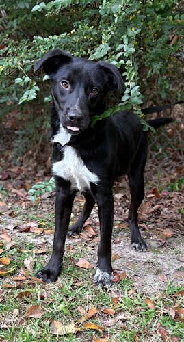 Enlarge Nathan, a Adoptable mixed breed in Westport, CT image 5/5