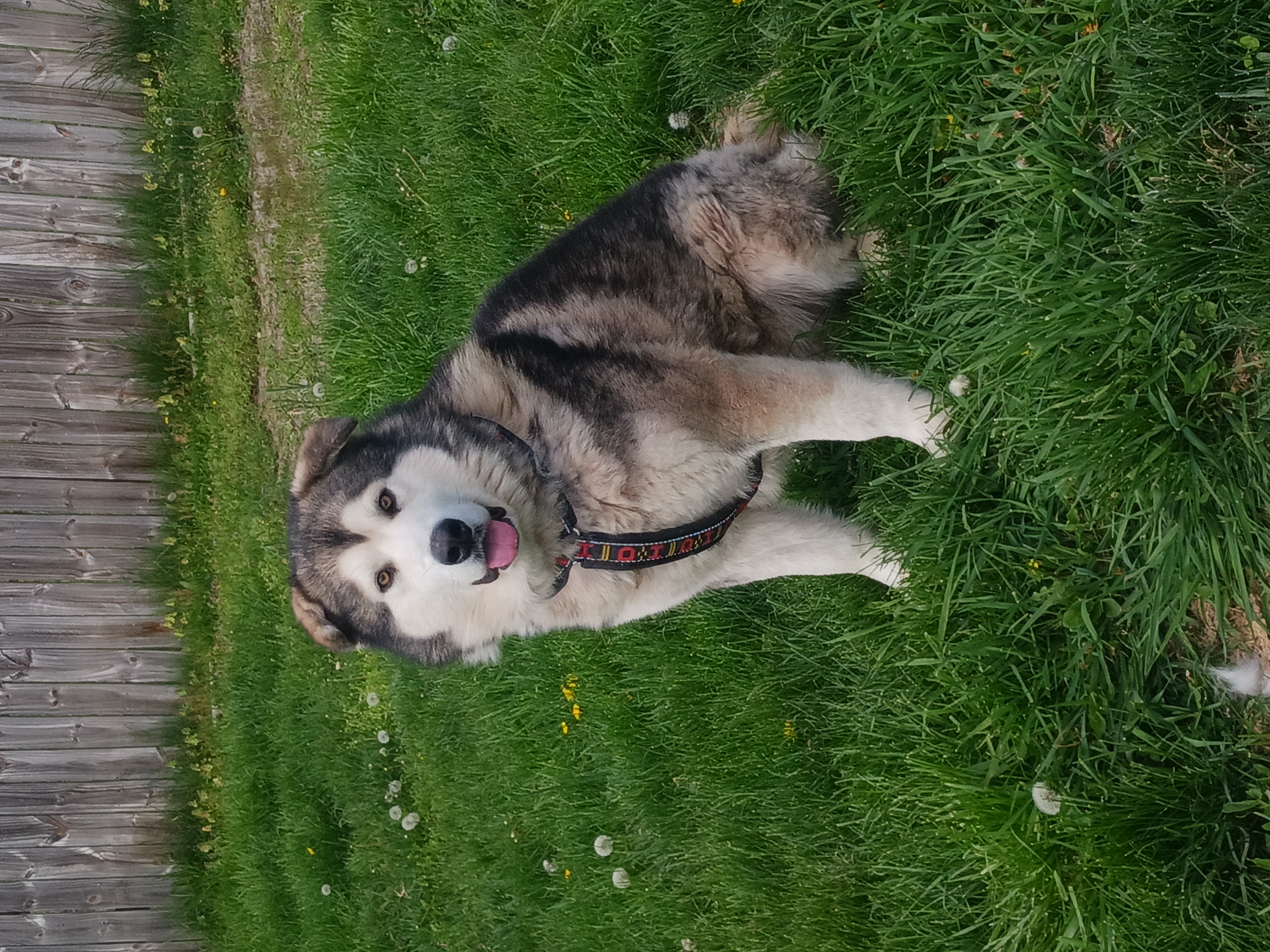Carson, a Adoptable Alaskan Malamute in Gettysburg, PA image 1/6