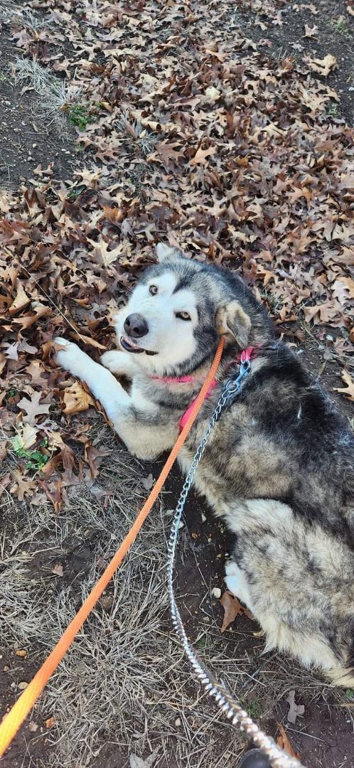 Carson, a Adoptable Alaskan Malamute in Gettysburg, PA image 4/6