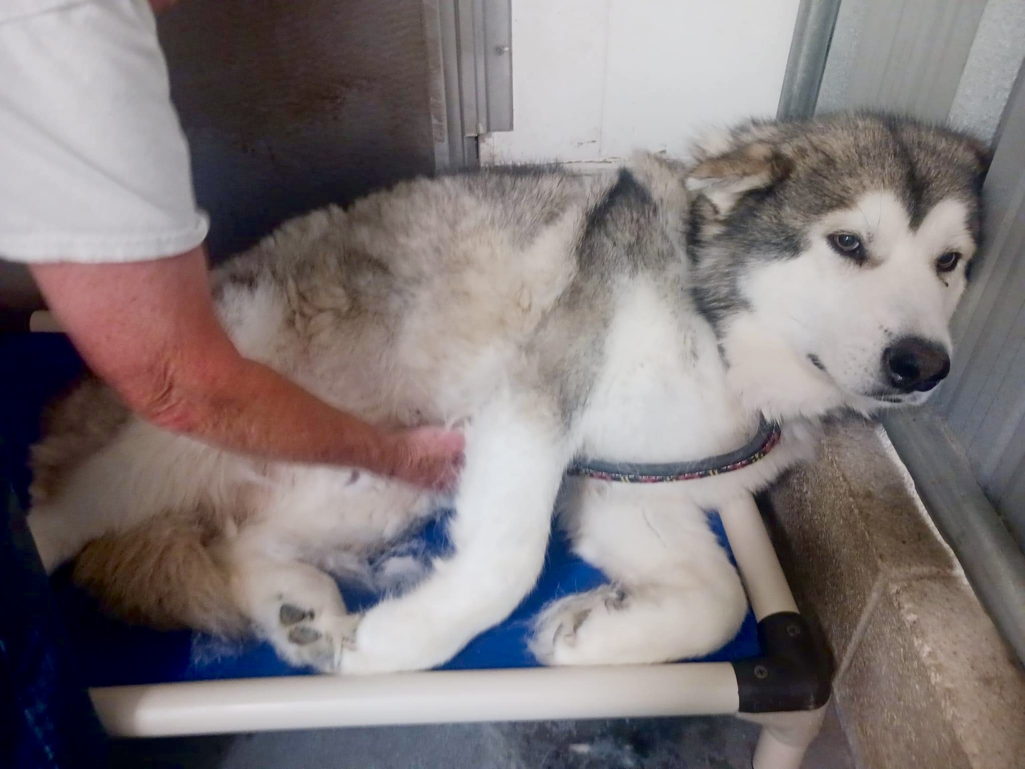Carson, a Adoptable Alaskan Malamute in Gettysburg, PA image 2/6