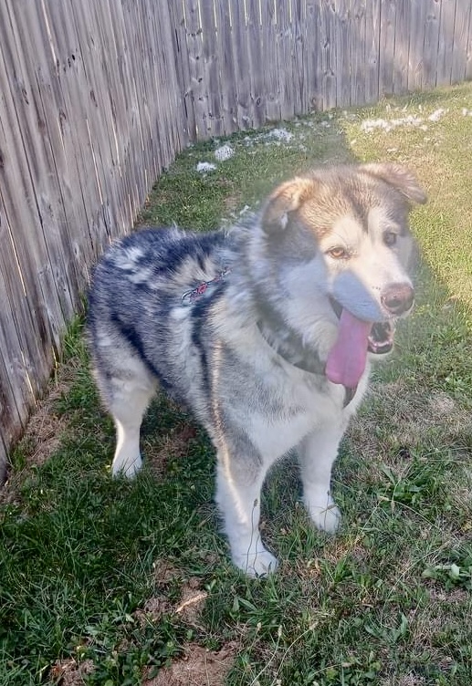 Carson, a Adoptable Alaskan Malamute in Gettysburg, PA image 3/6