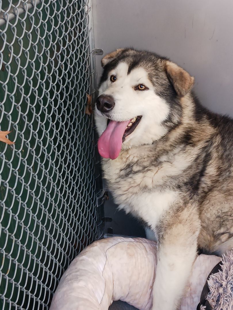 Carson, a Adoptable Alaskan Malamute in Gettysburg, PA image 6/6