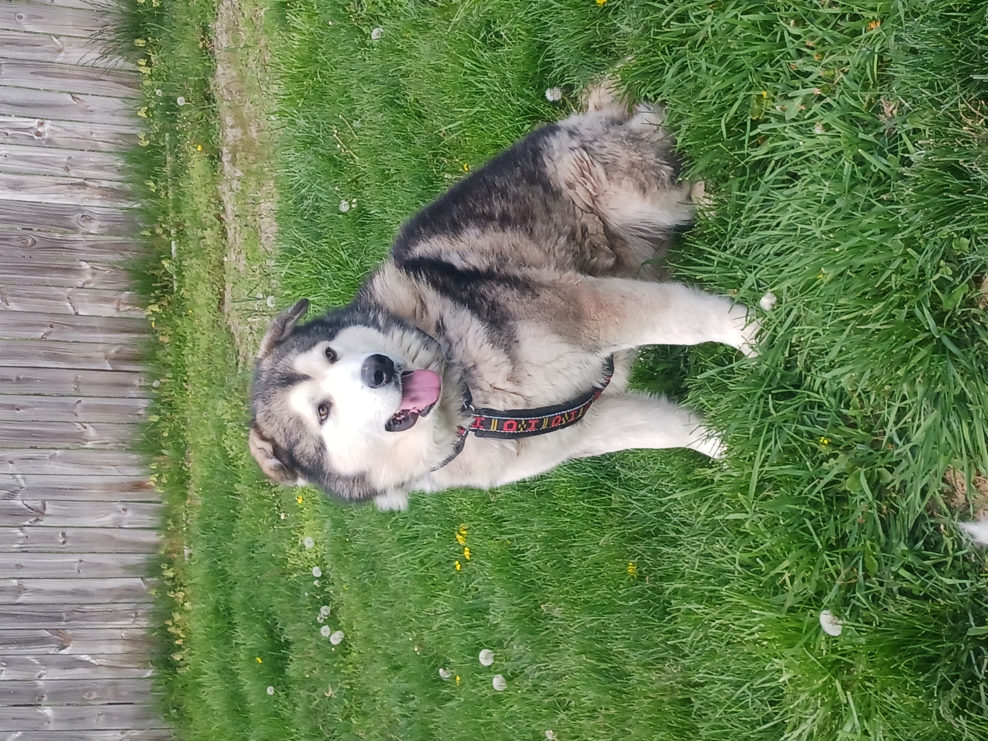 Carson, a Adoptable Alaskan Malamute in Gettysburg, PA image 5/6