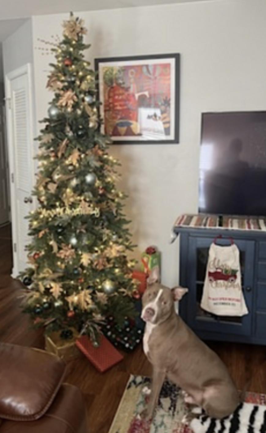 Enlarge Percy J, a Adoptable Pit Bull Terrier in Charleston, SC image 6/6