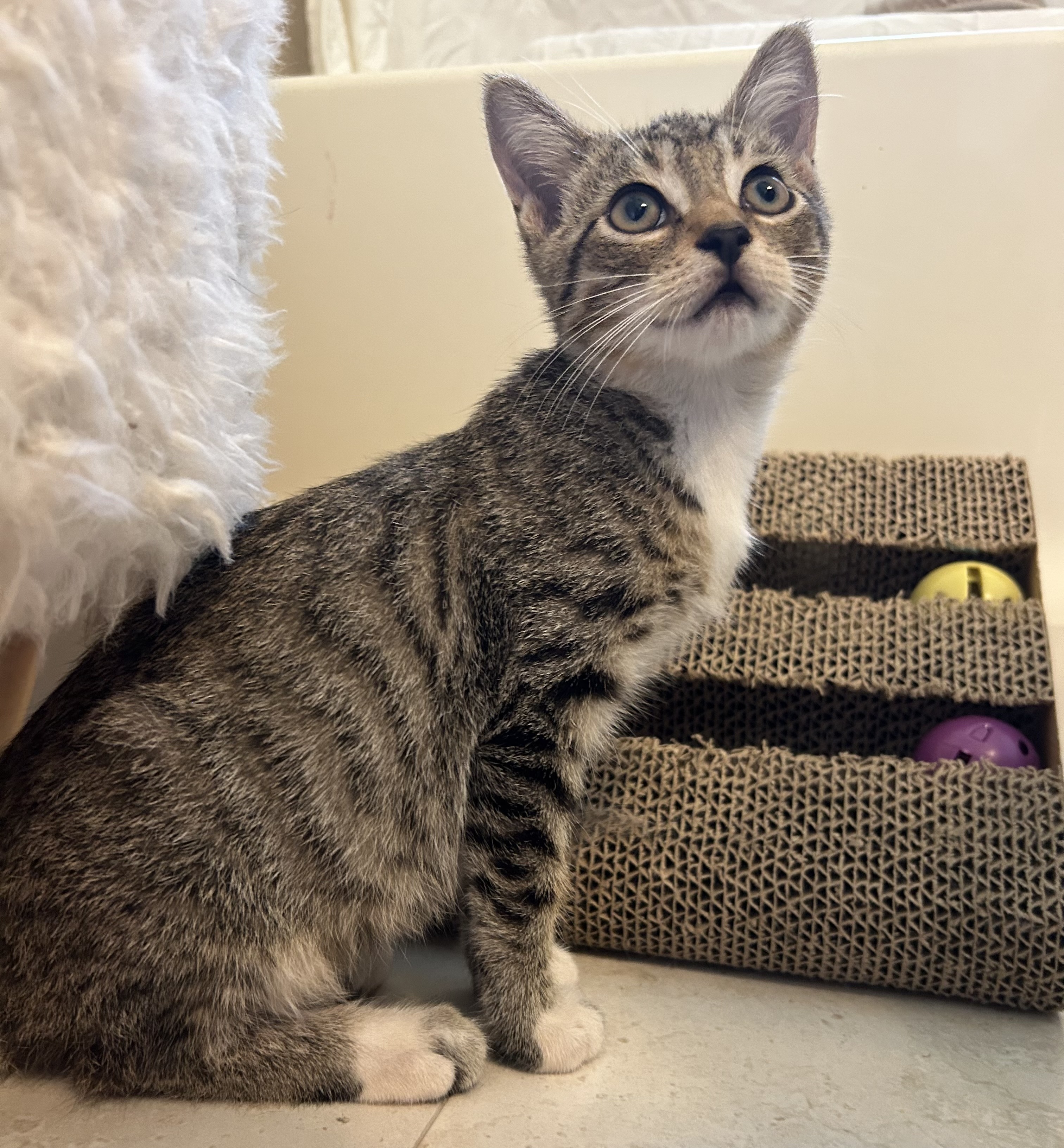 Cat for adoption Marvin (hurricane kitties), a Domestic Short Hair