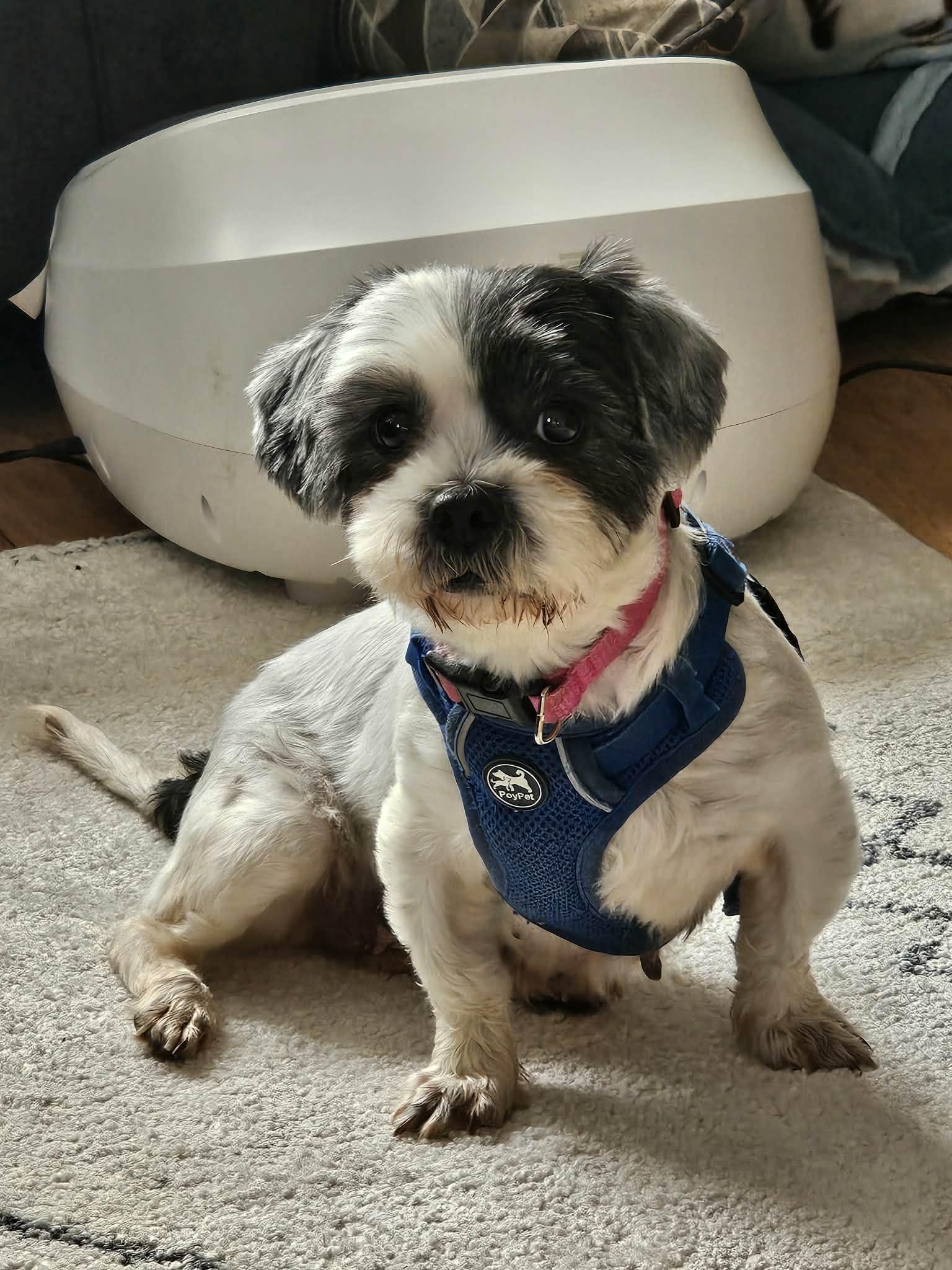 Bumble, an adopted mixed breed in Cedar Rapids, IA image 2/4