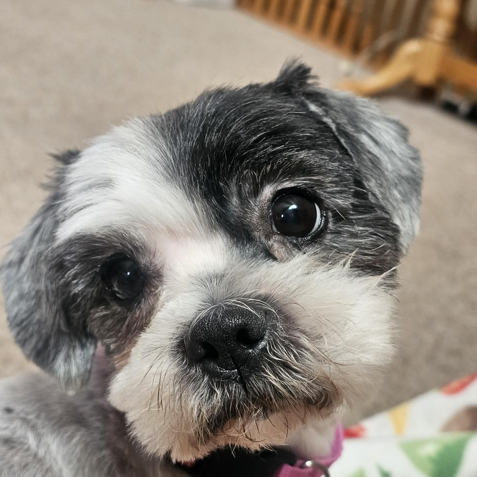 Bumble, an adopted mixed breed in Cedar Rapids, IA image 1/4
