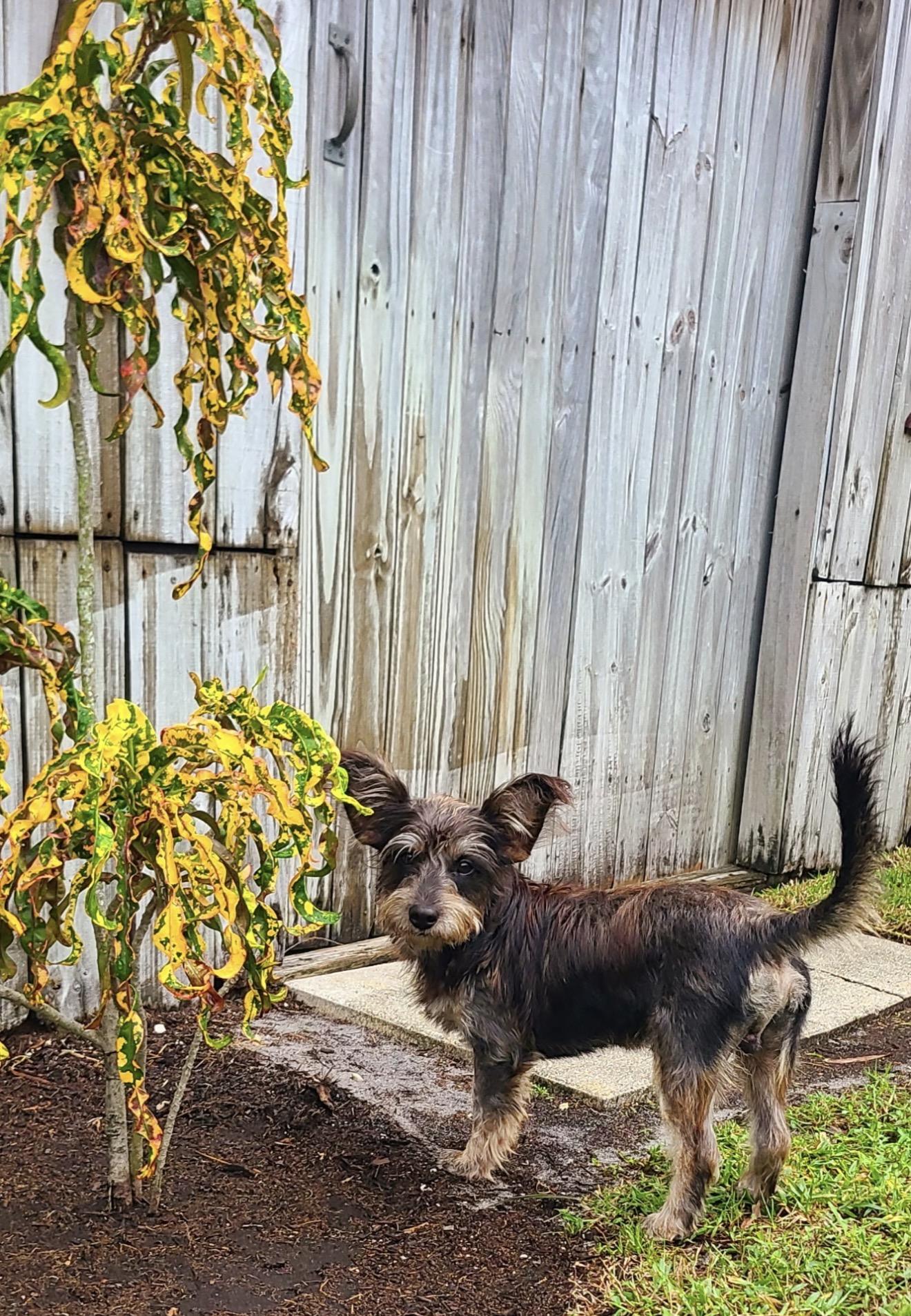 Enlarge Louie, a Adoptable mixed breed in Lake Worth, FL image 2/4