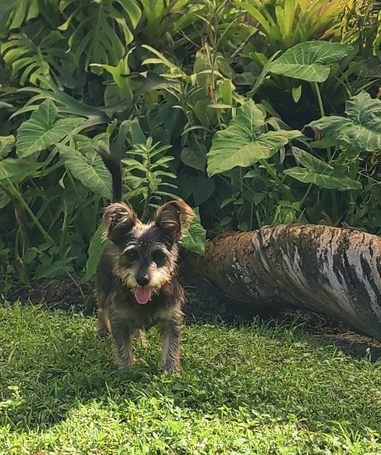 Enlarge Louie, a Adoptable mixed breed in Lake Worth, FL image 3/4