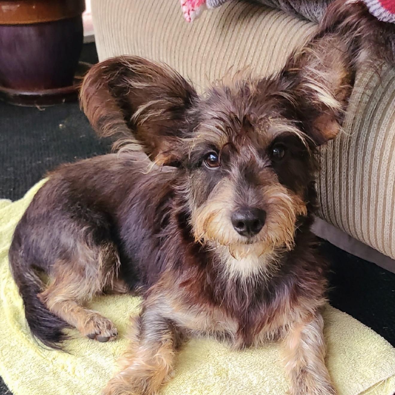 Louie, Adoptable, Young Male Schnauzer & Yorkshire Terrier.