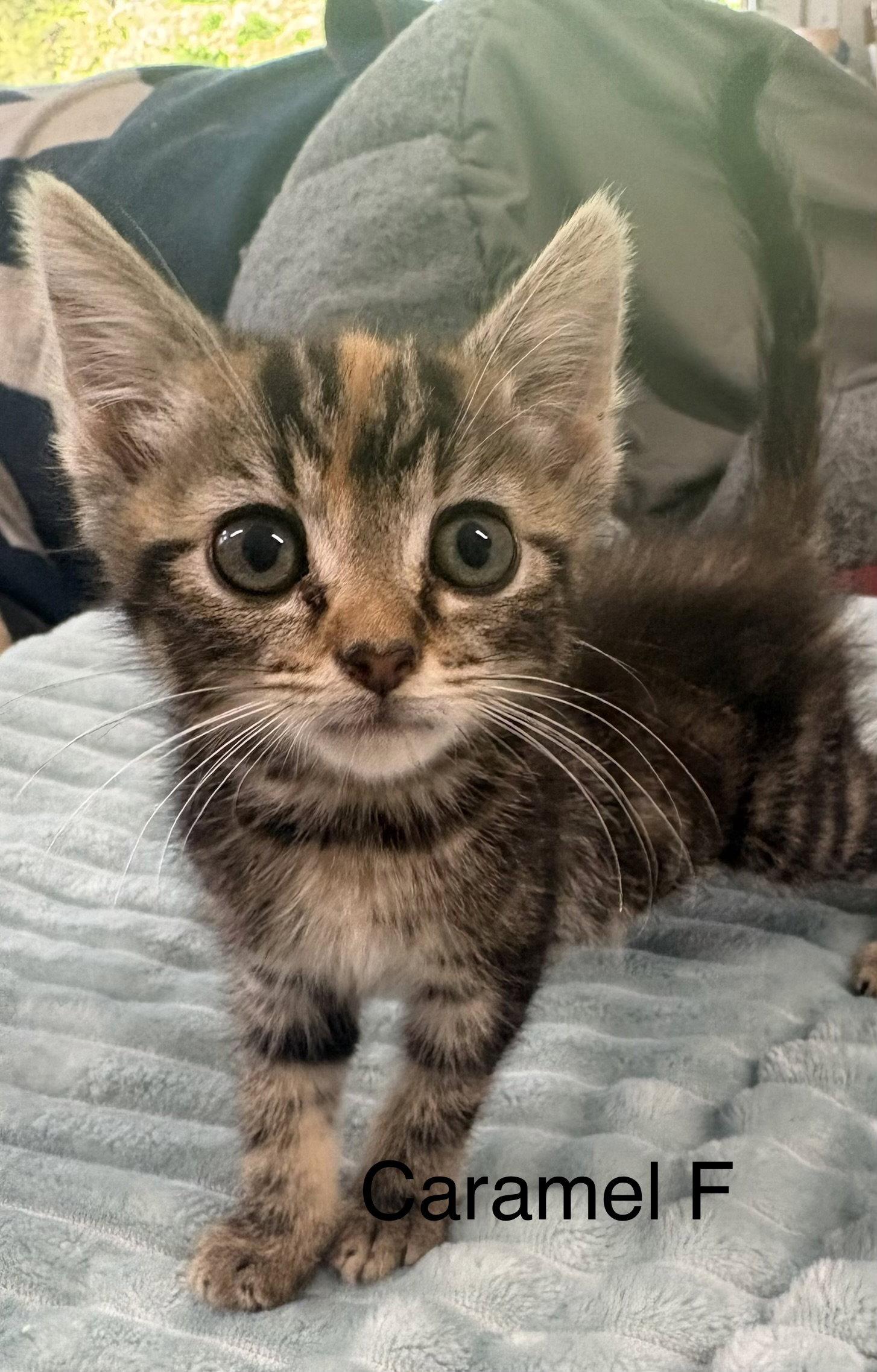 Enlarge Caramel (lh), a Adoptable Domestic Short Hair in White Bluff, TN image 1/1