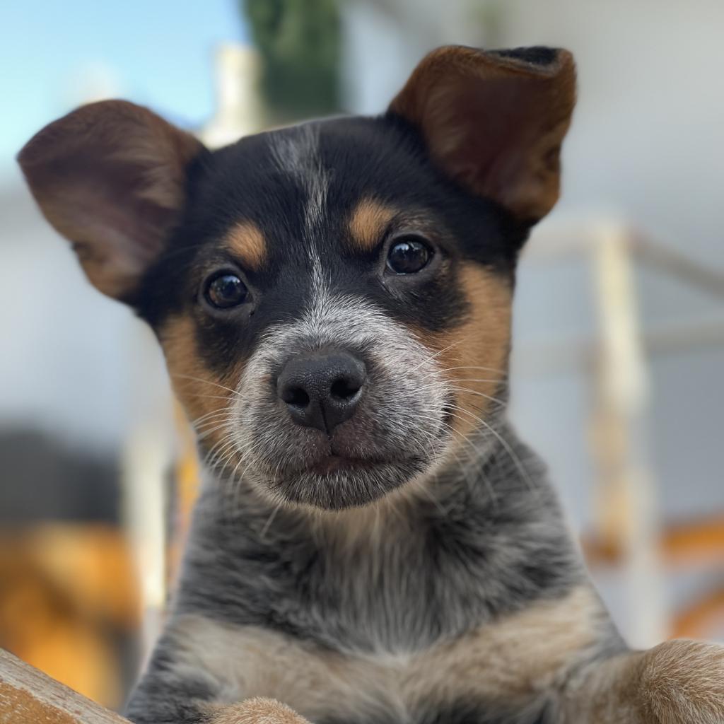 Forrest, a Adoptable Cattle Dog in Sacramento, CA image 1/4