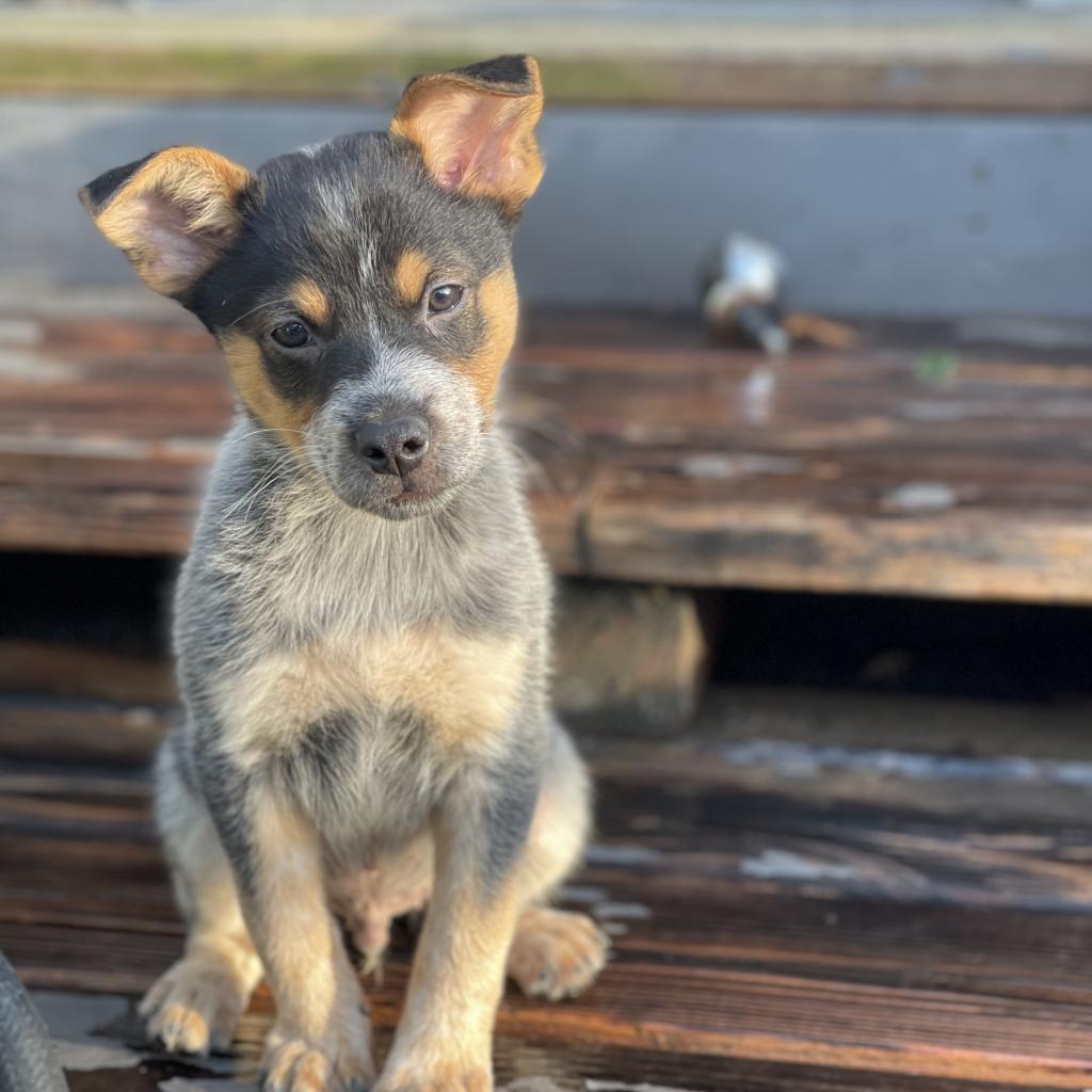 Forrest, a Adoptable Cattle Dog in Sacramento, CA image 2/4