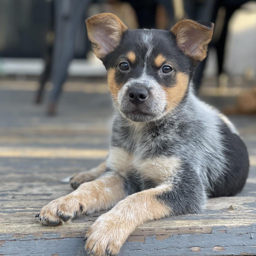 Forrest, a Adoptable Cattle Dog in Sacramento, CA image 4/4