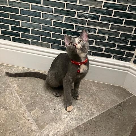 Harper (aka Pinky), Adoptable, Young Female Dilute Tortoiseshell.