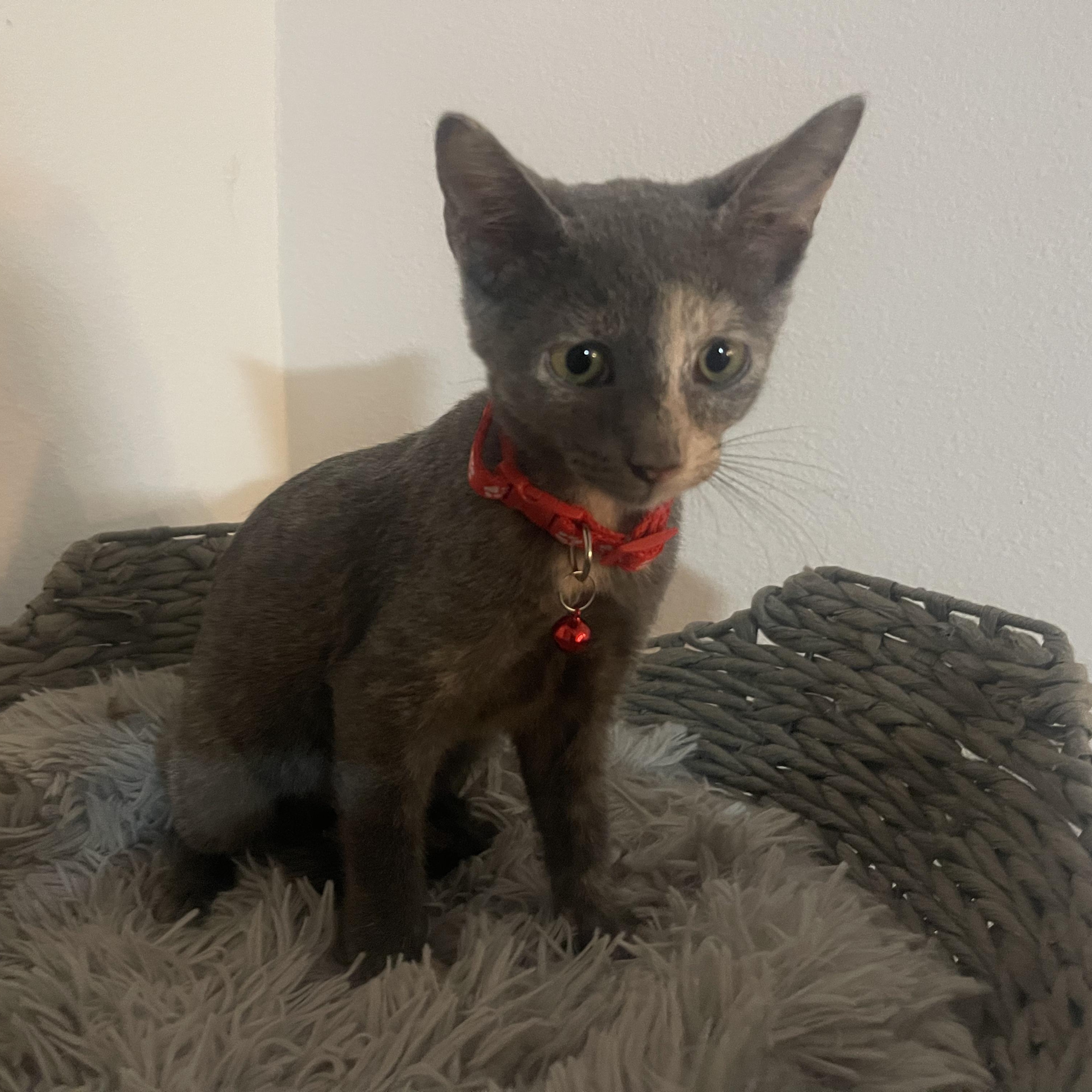 Enlarge Harper (aka Pinky), a Adoptable Dilute Tortoiseshell in Maitland, FL image 4/5