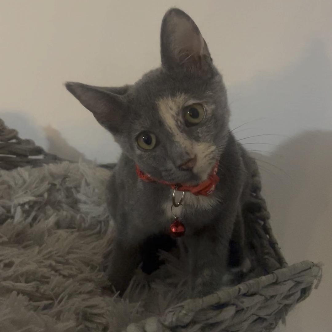 Enlarge Harper (aka Pinky), a Adoptable Dilute Tortoiseshell in Maitland, FL image 5/5