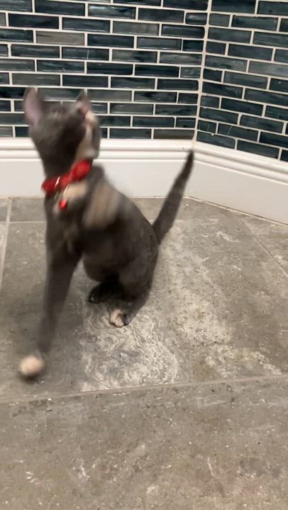 Enlarge Harper (aka Pinky), a Adoptable Dilute Tortoiseshell in Maitland, FL video 3/5