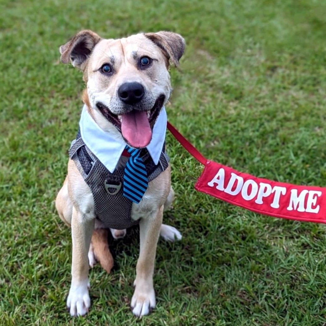 Sojourn, Adoptable, Adult Male Labrador Retriever.