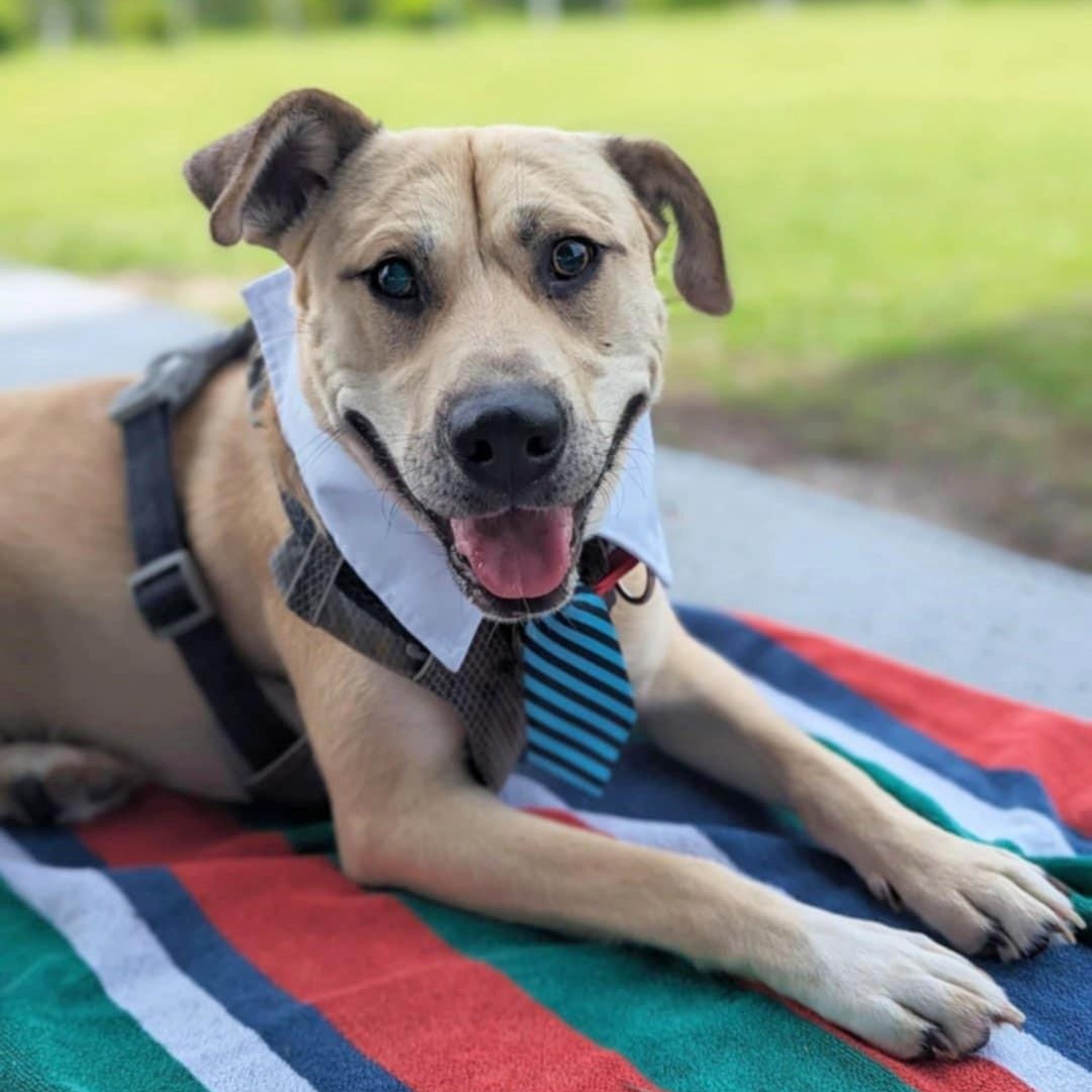 Enlarge Sojourn, a Adoptable mixed breed in Helena, AL image 2/5