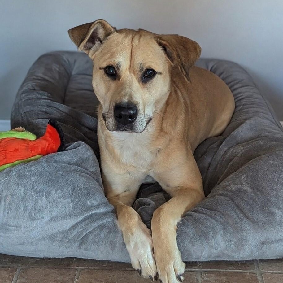 Enlarge Sojourn, a Adoptable mixed breed in Helena, AL image 5/6
