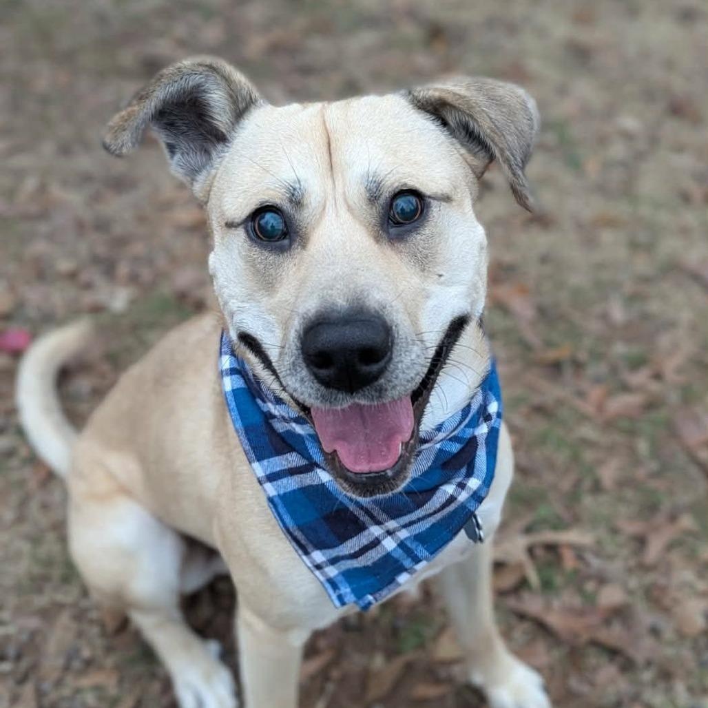 Enlarge Sojourn, a Adoptable mixed breed in Helena, AL image 5/5