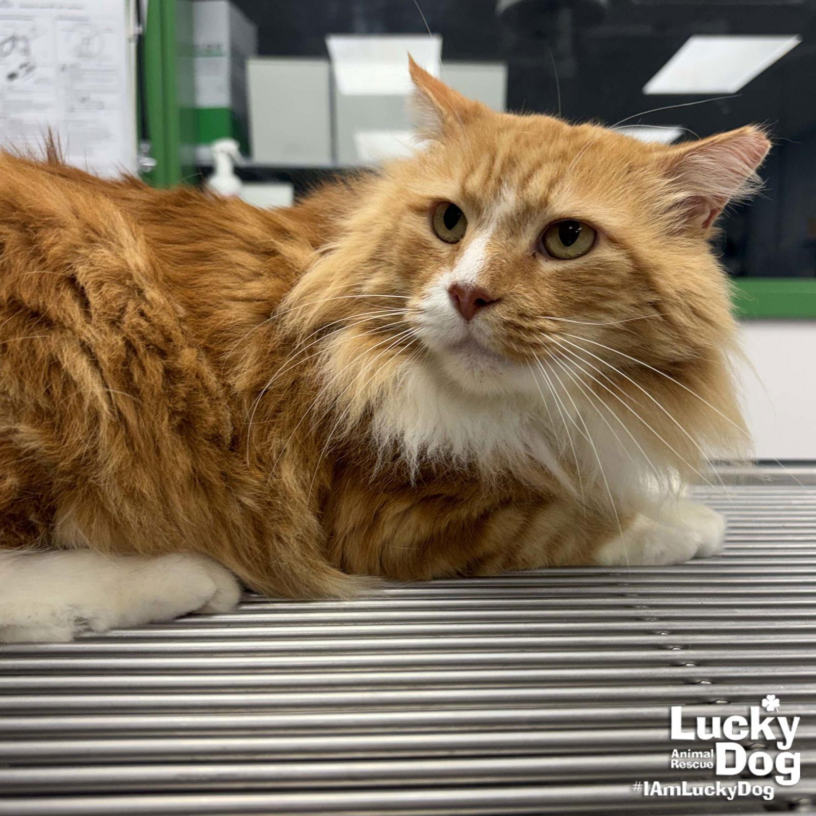 Handsome, Adoptable, Adult Male Domestic Long Hair.
