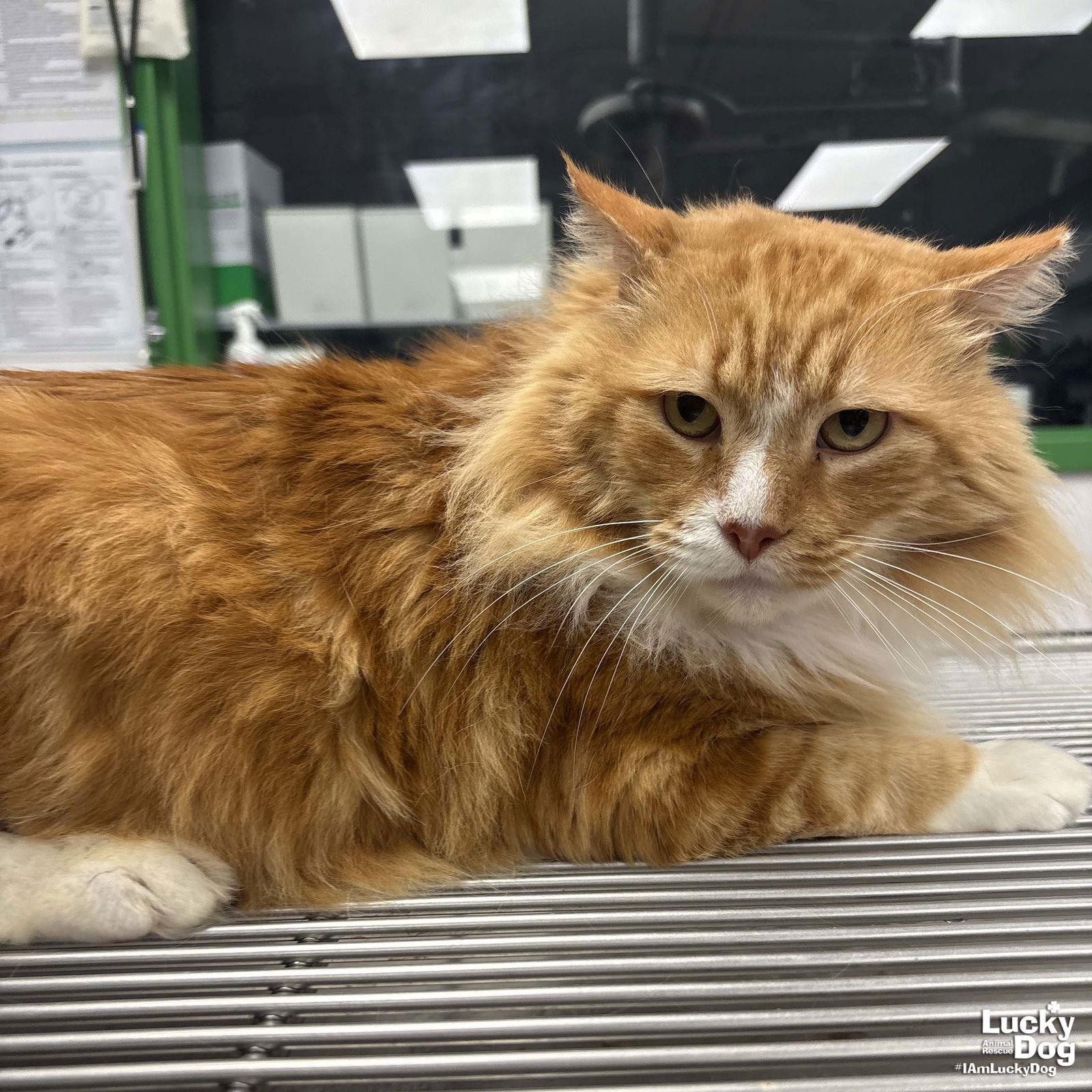 Handsome, a Adoptable Domestic Long Hair in Washington, DC image 2/3