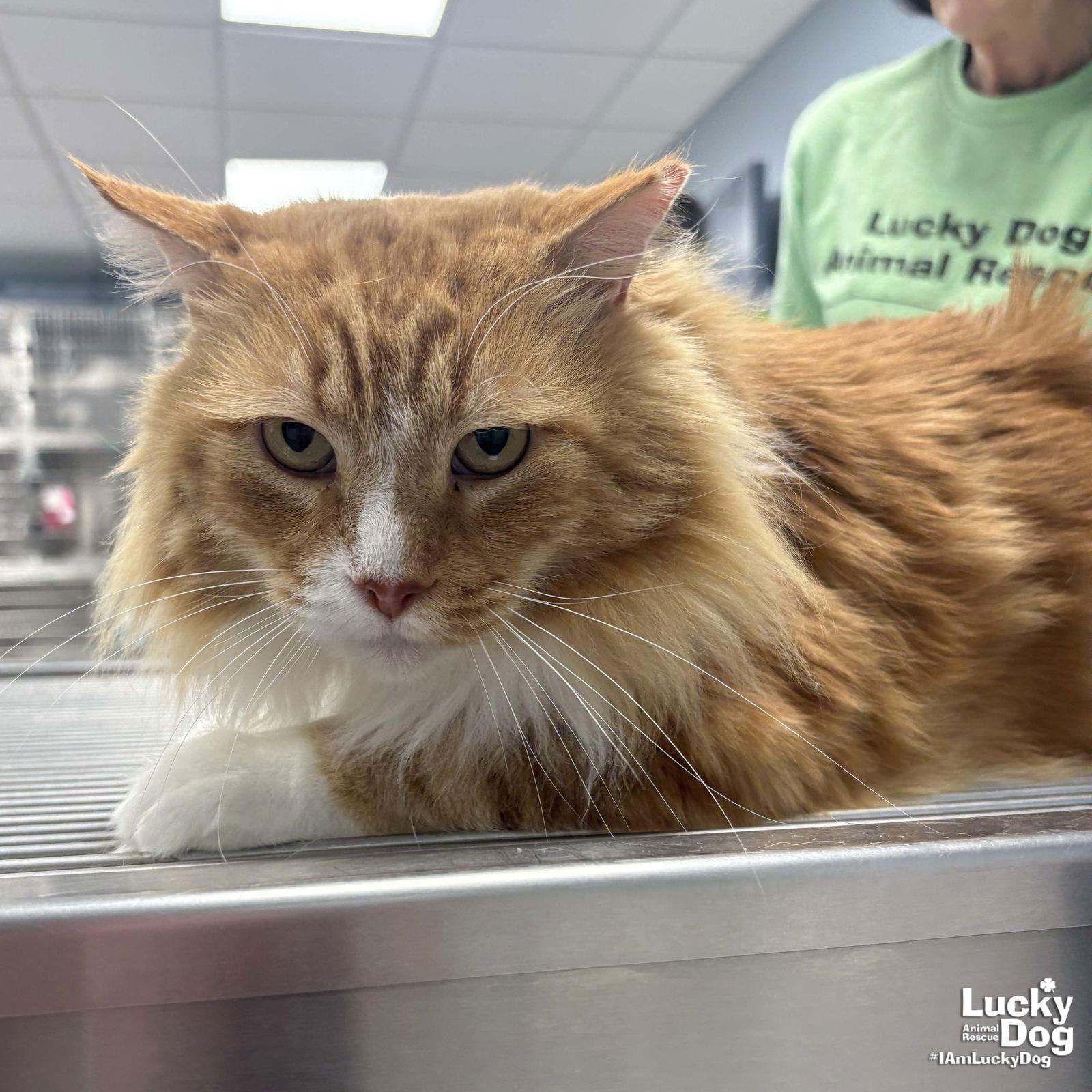 Handsome, a Adoptable Domestic Long Hair in Washington, DC image 3/3