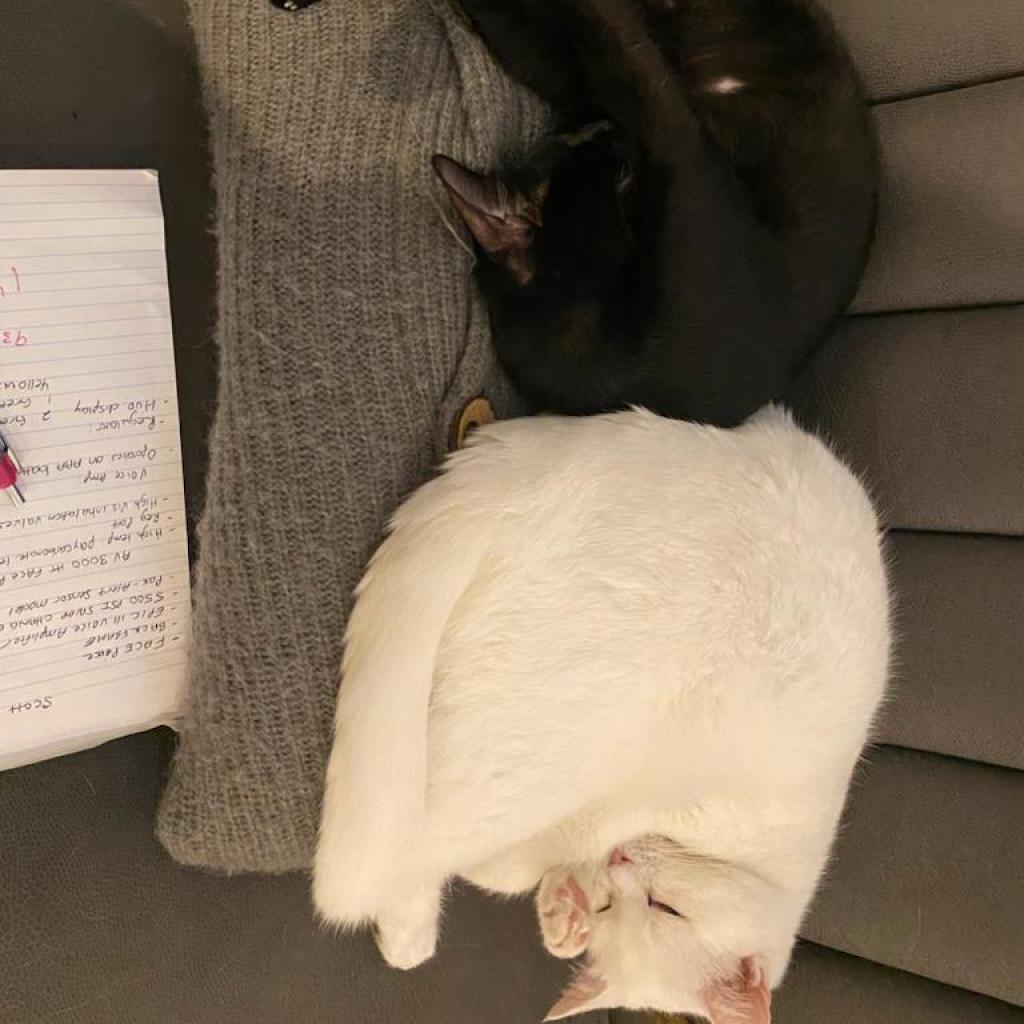 Freya, a Adoptable Domestic Short Hair in Lions Bay, BC image 2/4