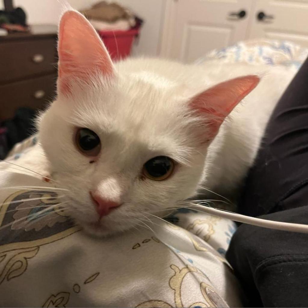 Freya, a Adoptable Domestic Short Hair in Lions Bay, BC image 3/4