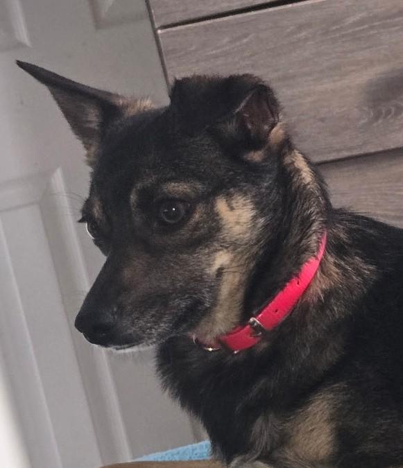 Poppy, adopted, Young Female Australian Kelpie.