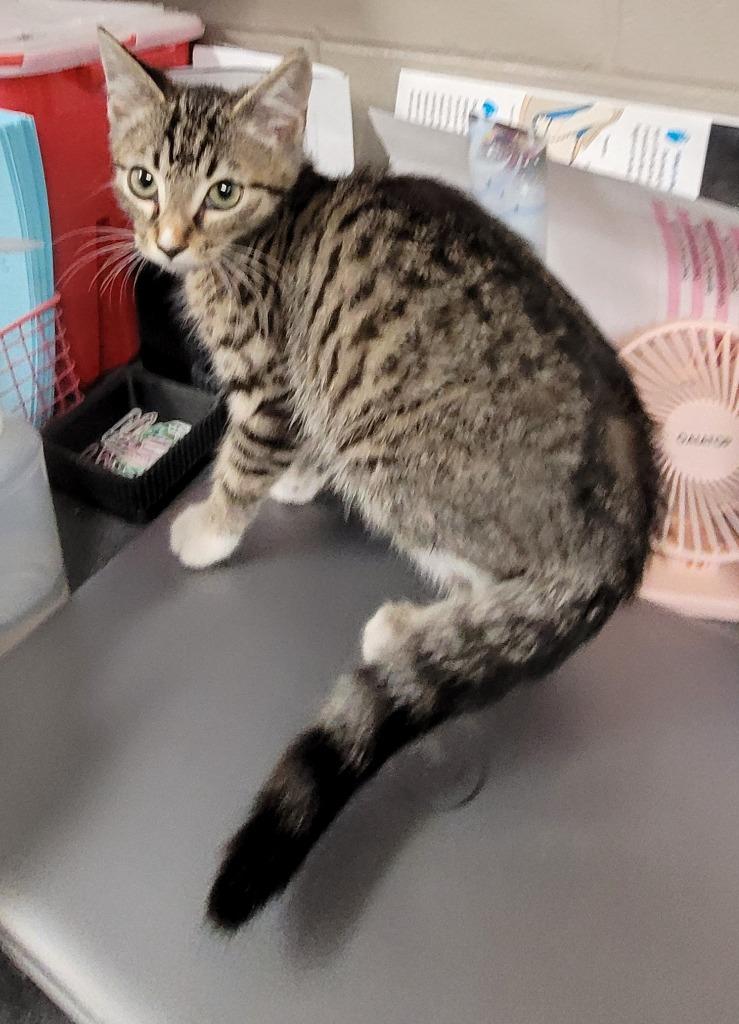 Enlarge Mako, a Adoptable mixed breed in Hopkinsville, KY image 1/1