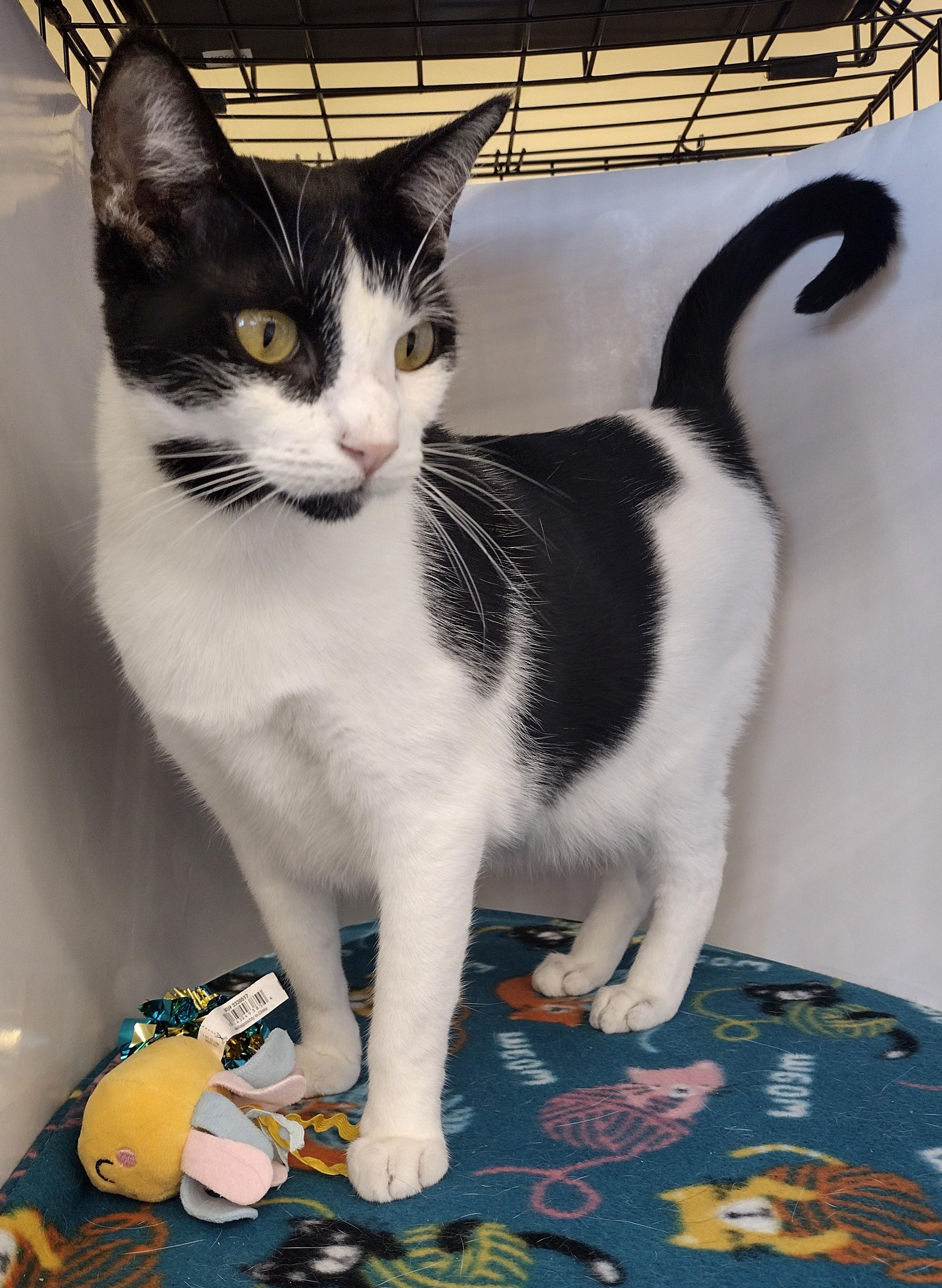 Enlarge Boba, an adopted mixed breed in Bedford, TX image 1/3