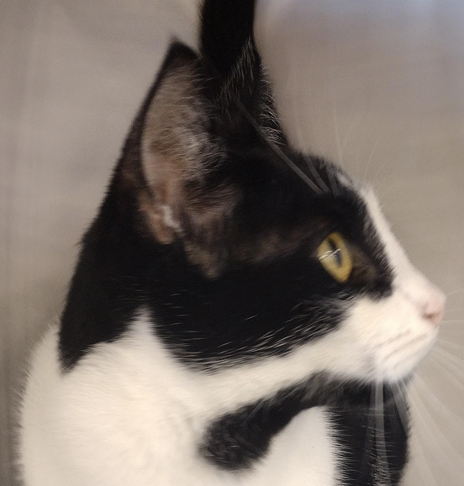 Enlarge Boba, an adopted mixed breed in Bedford, TX image 2/3