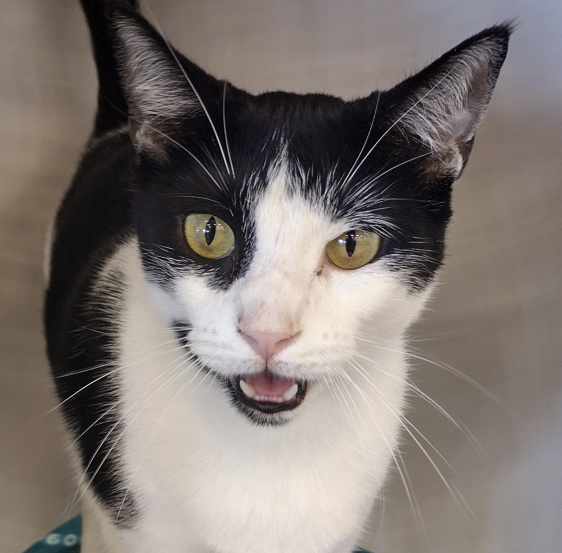 Enlarge Boba, an adopted mixed breed in Bedford, TX image 3/3