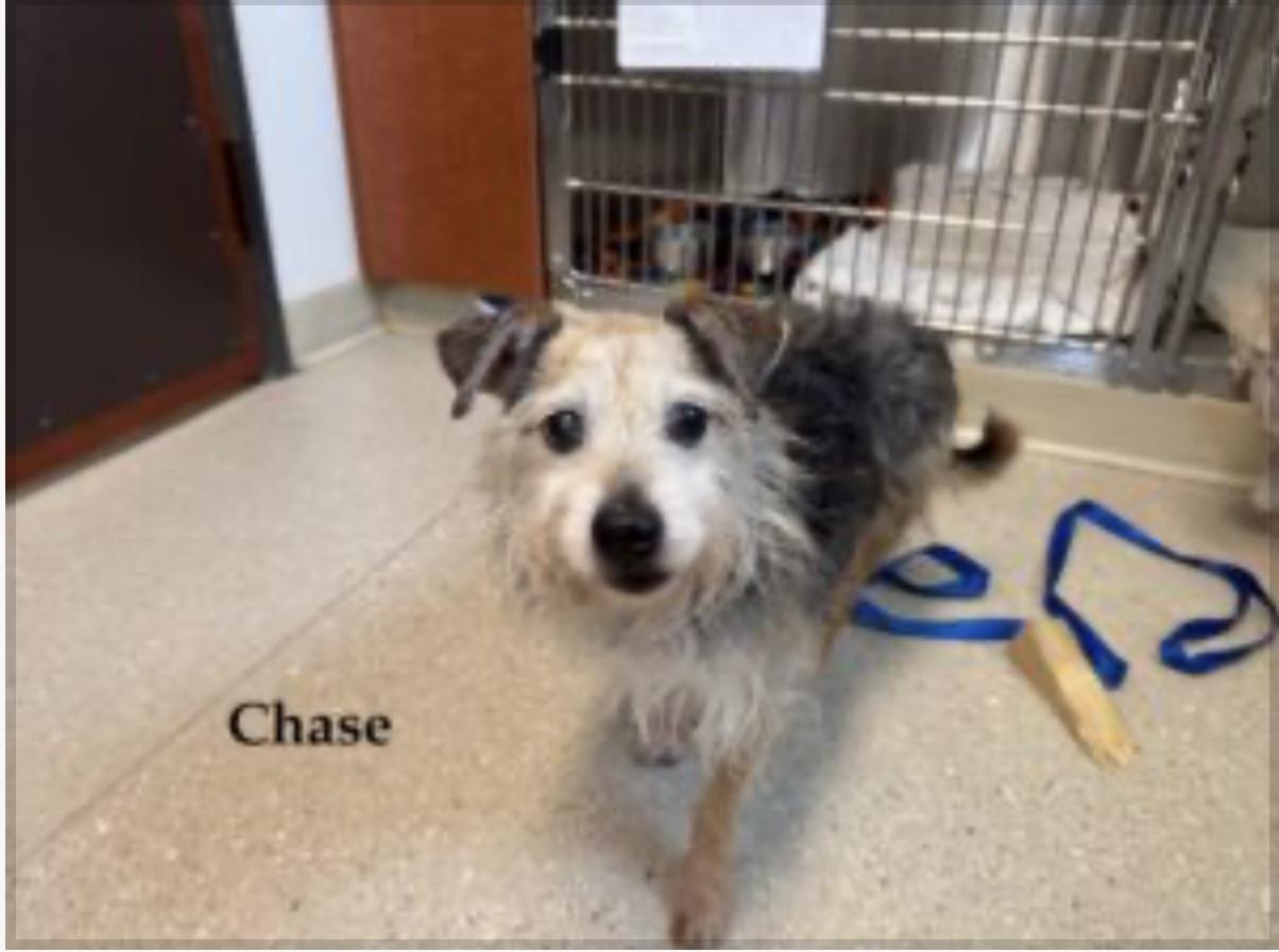Chase