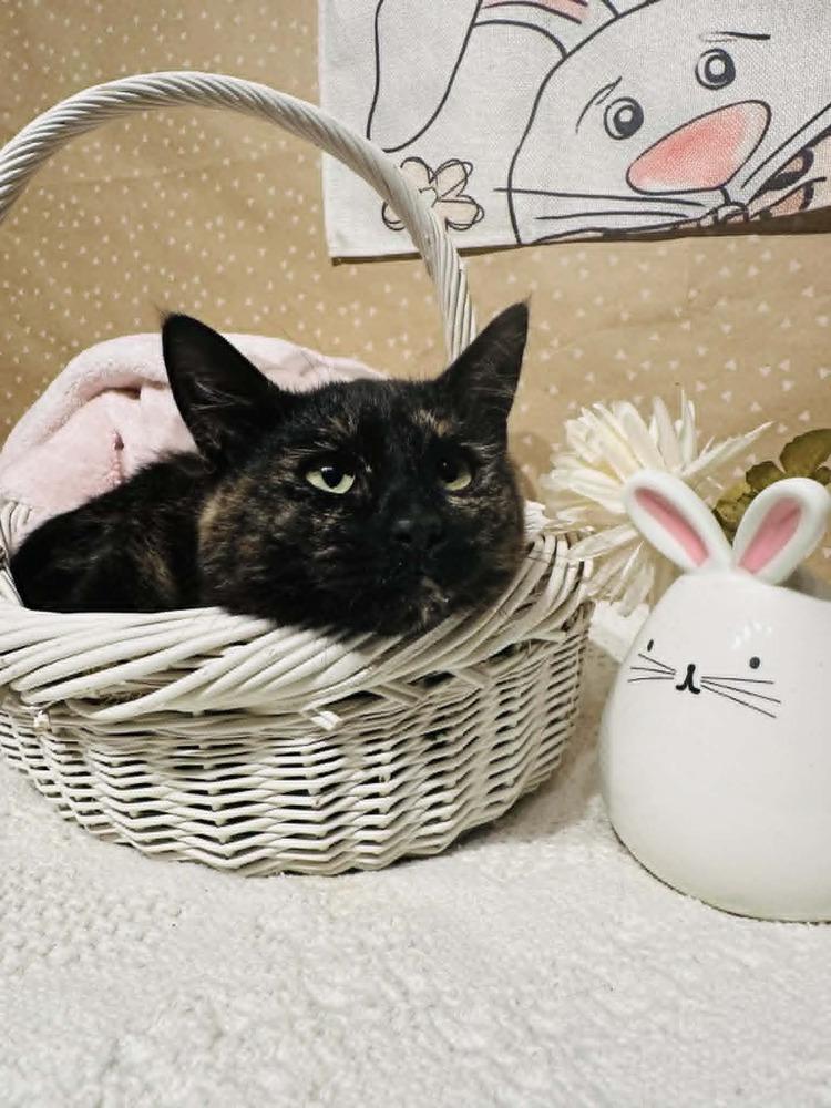 Enlarge Lolly, a Adoptable mixed breed in Groveland, MA image 1/4