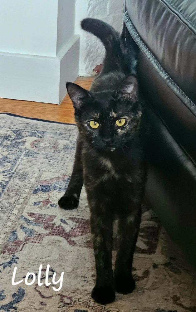 Lolly, Adoptable, Kitten Female Domestic Short Hair.