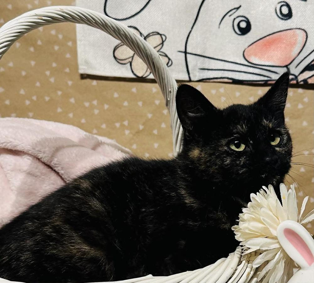 Enlarge Lolly, a Adoptable mixed breed in Groveland, MA image 2/4