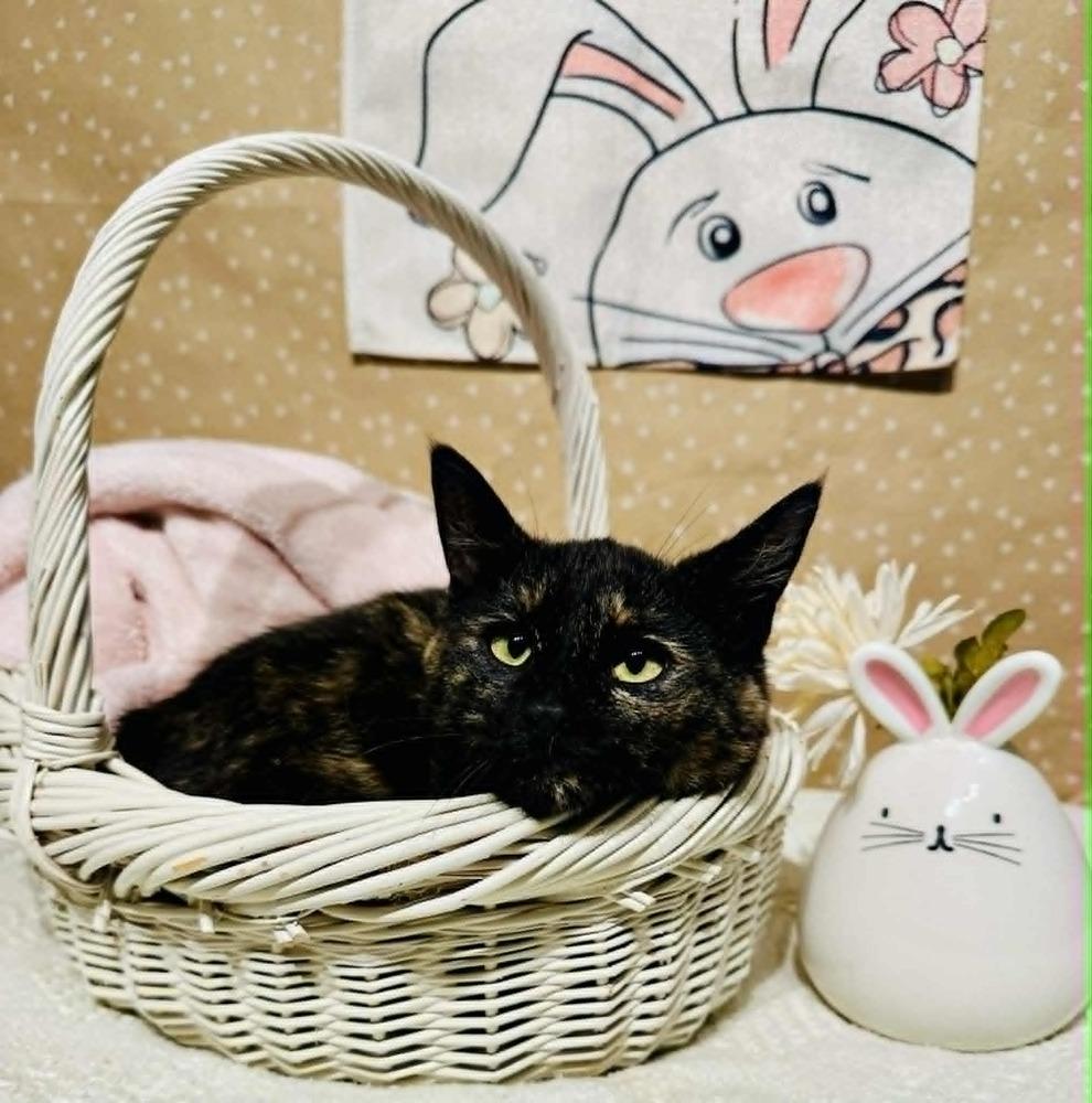 Enlarge Lolly, a Adoptable mixed breed in Groveland, MA image 3/4