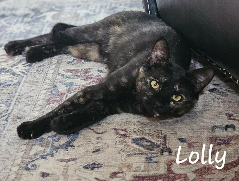 Lolly, a Adoptable mixed breed in Groveland, MA image 4/6