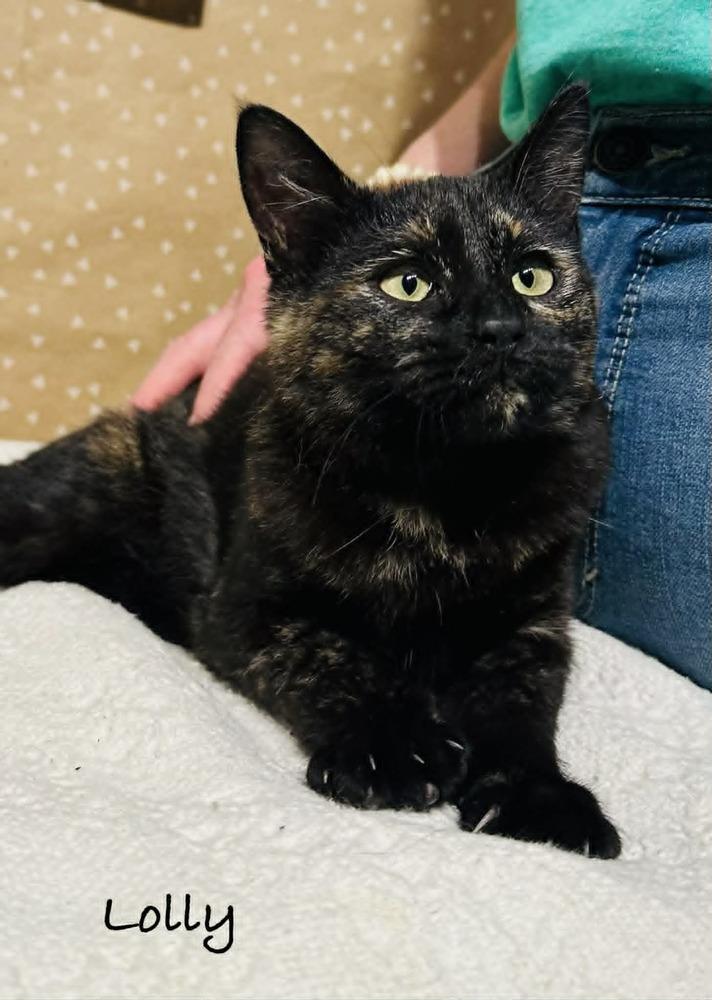 Enlarge Lolly, a Adoptable mixed breed in Groveland, MA image 4/4