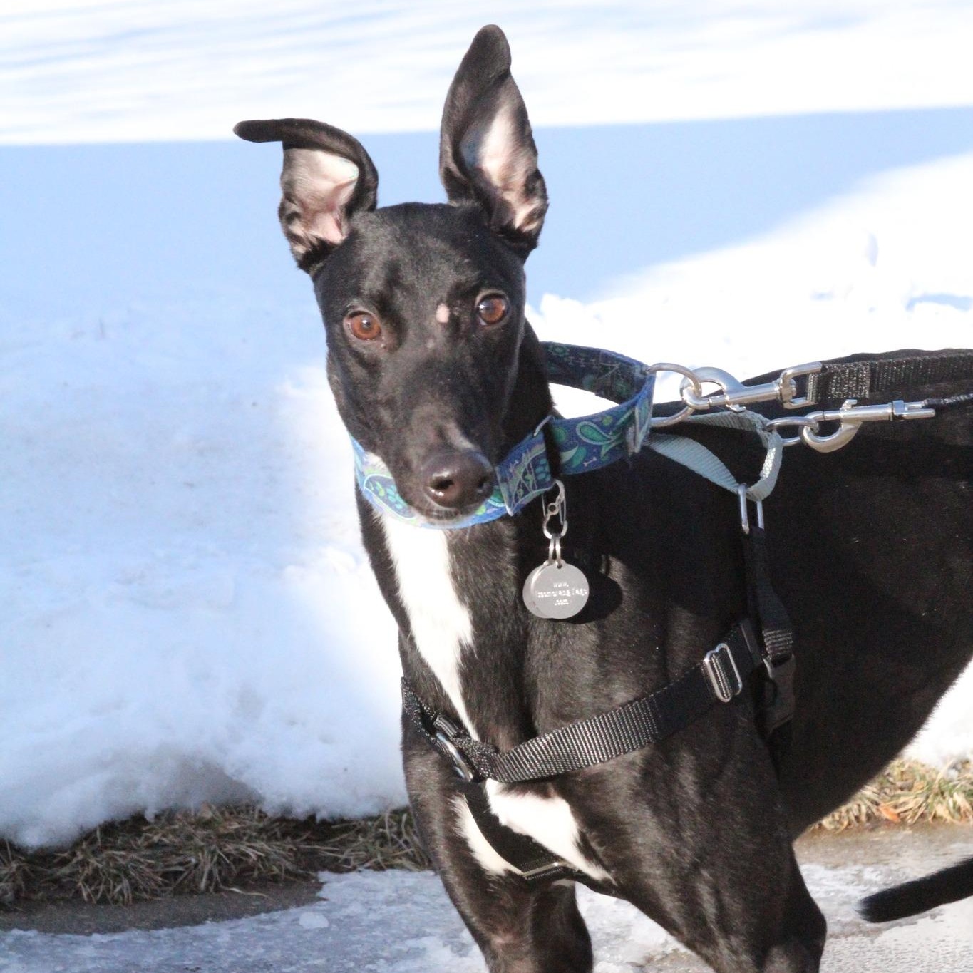 Gunner, adoptable, Young Male Greyhound.