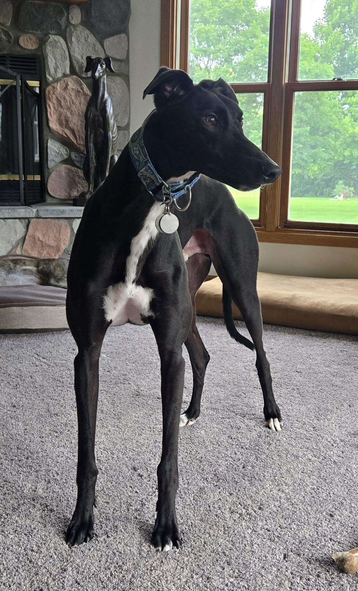 Gunner, Adoptable, Young Male Greyhound.