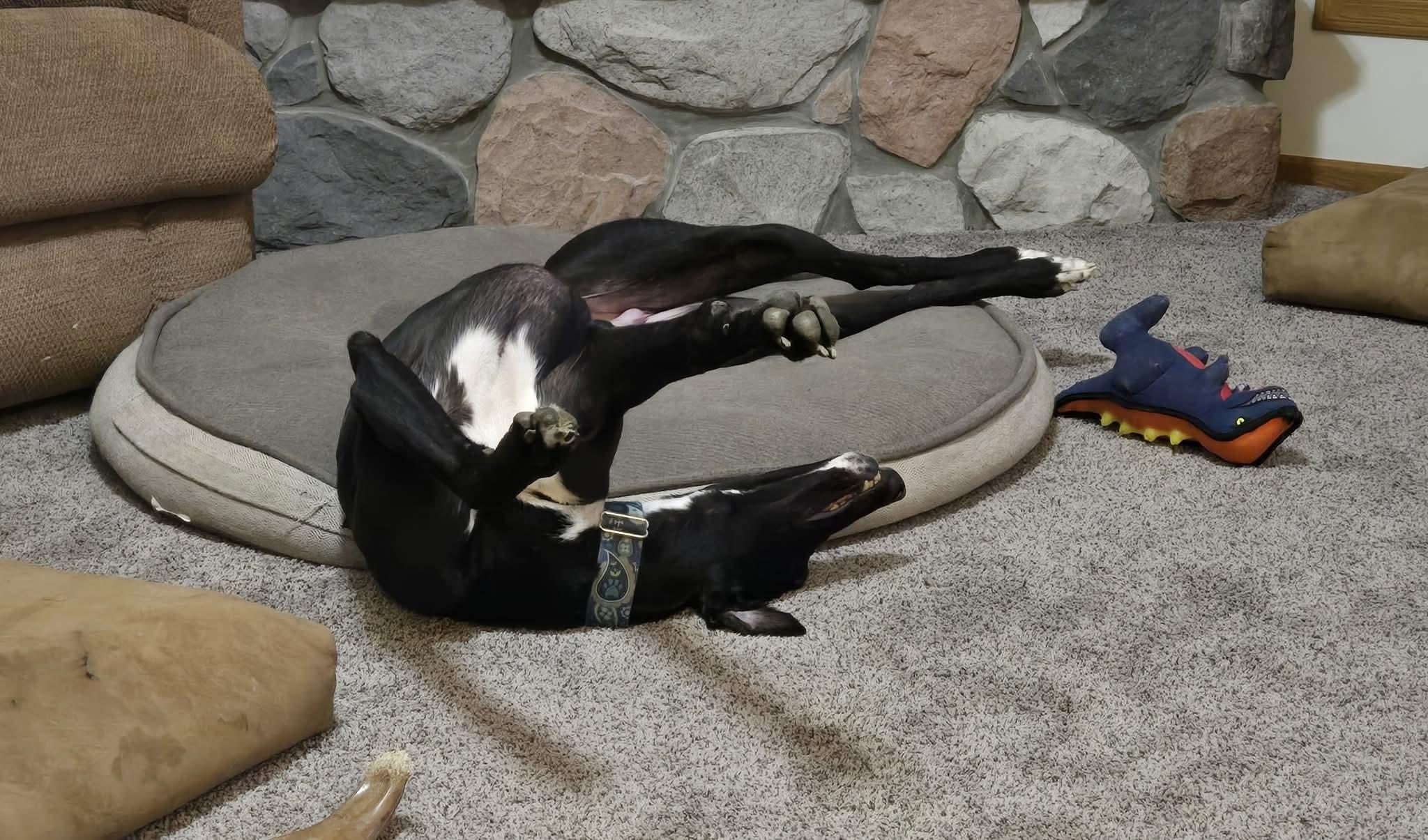 Enlarge Gunner, an adoptable Greyhound in Goshen, IN image 2/2